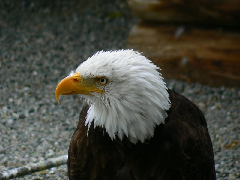 Đại bàng đầu trắng có sải cánh rộng