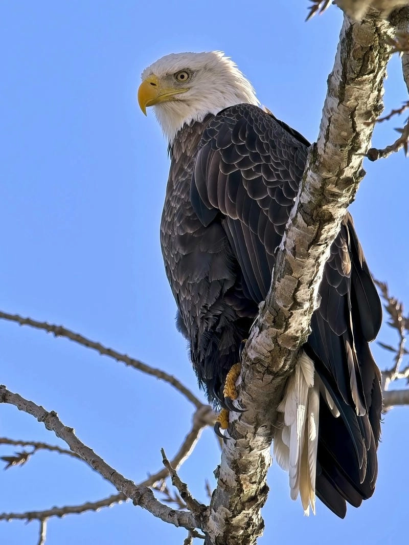 Đại bàng đầu trắng có tập tính săn mồi đặc trưng