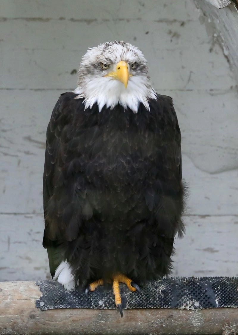 Đại bàng đầu trắng là động vật hoang dã cần được bảo vệ