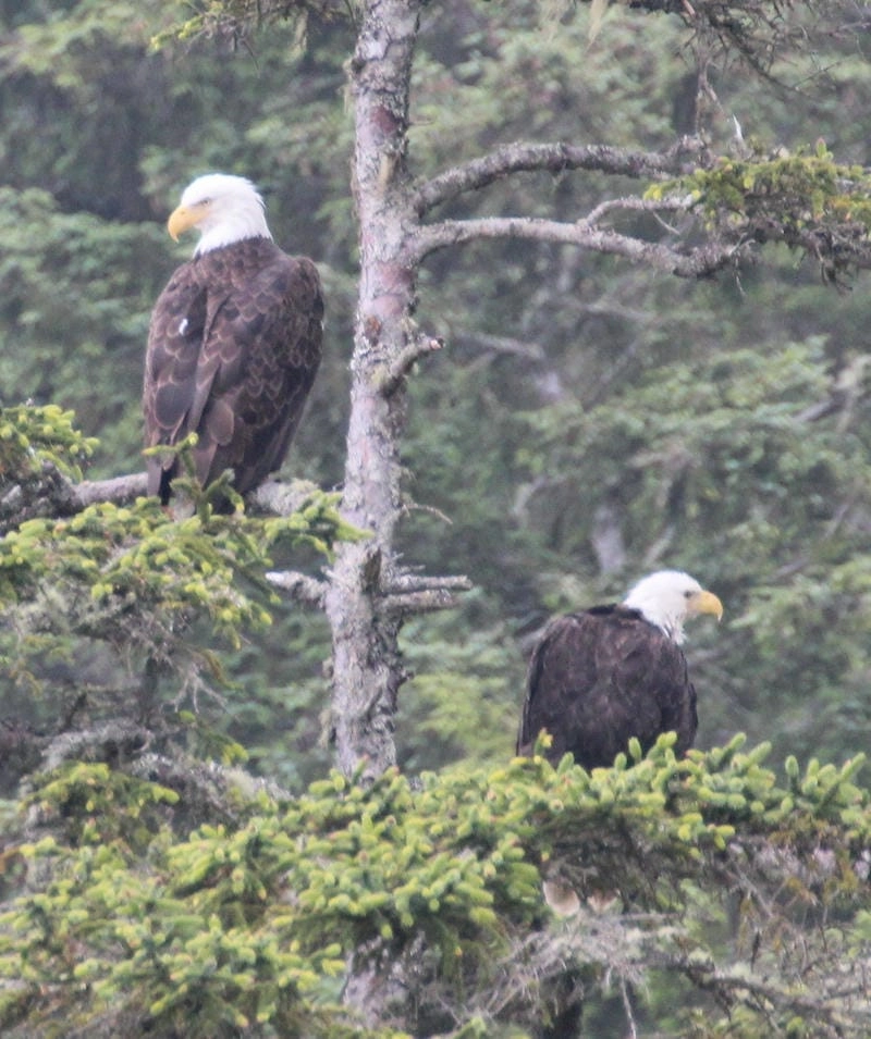 Đại bàng đầu trắng được xem là loài quý hiếm