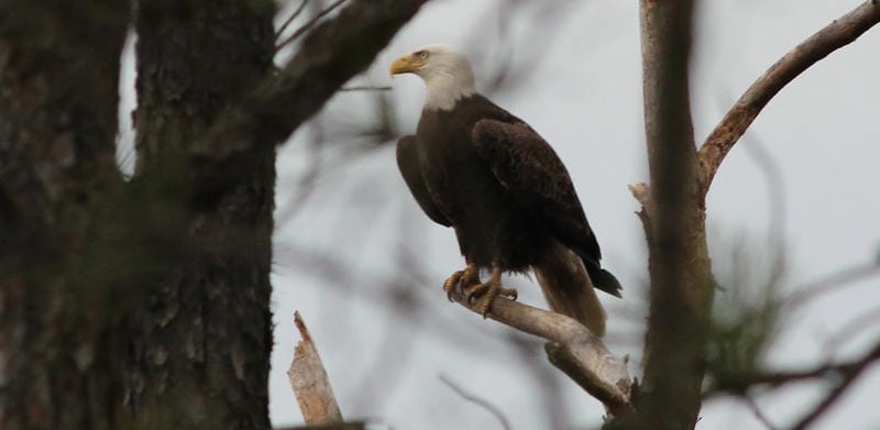 Đại bàng đầu trắng có vai trò trong văn hóa