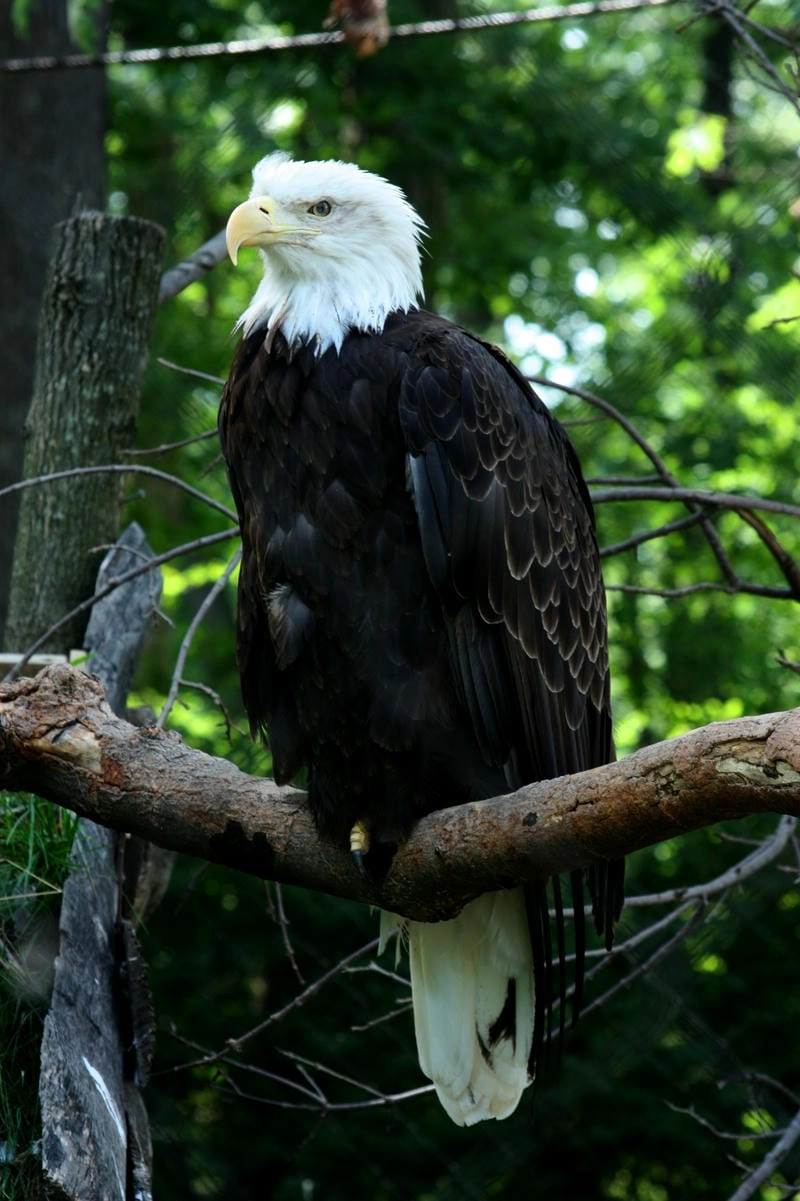 Đại bàng đầu trắng thuộc nhóm loài chim lớn