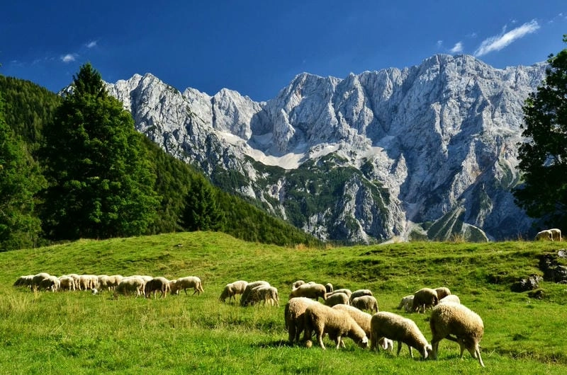 Đàn cừu trên đồng cỏ mùa hè tràn sức sống