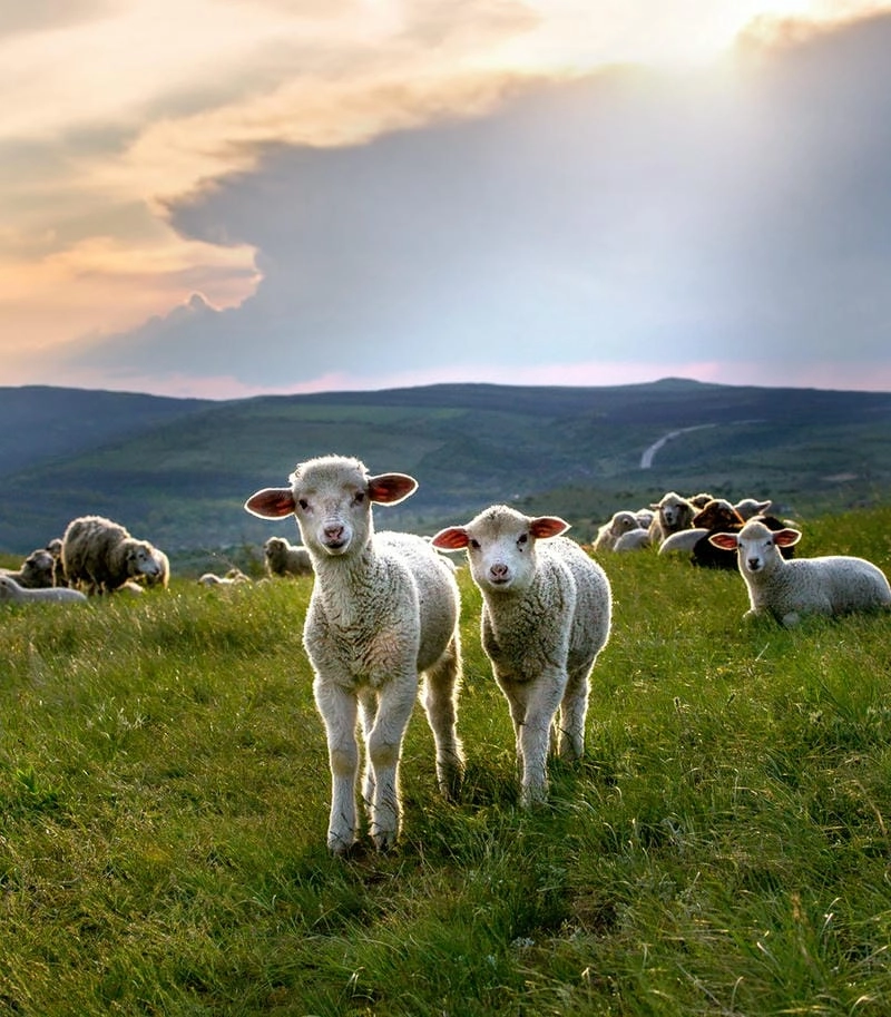 Đàn cừu trên đồng cỏ chăn thả tự do