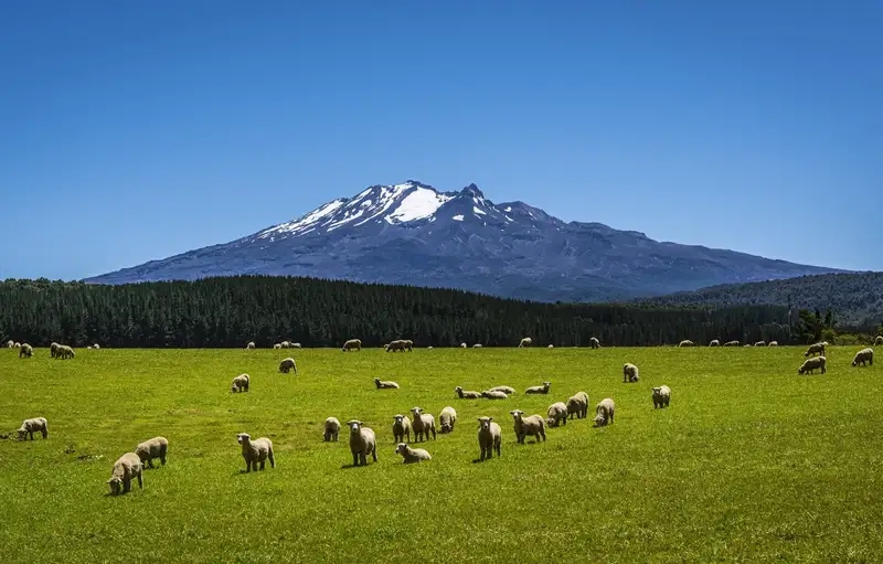 Đàn cừu trên đồng cỏ hoang sơ thuần khiết