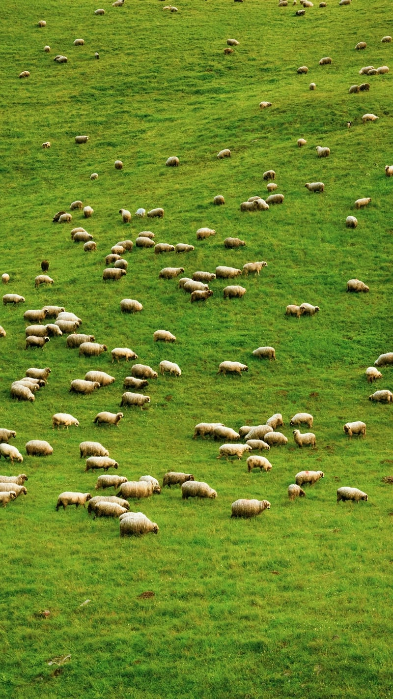Đàn cừu trên đồng cỏ xanh mát dịu mắt
