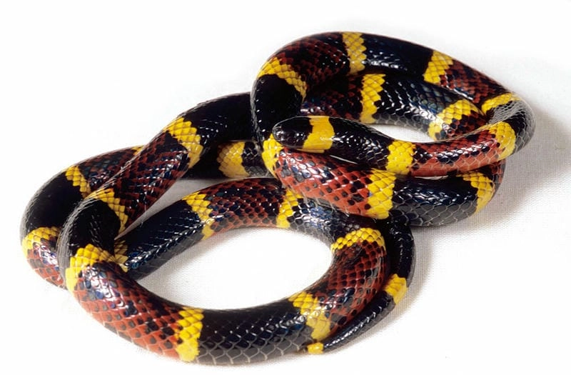 Rắn san hô đỏ có độc không cần đặc biệt lưu ý