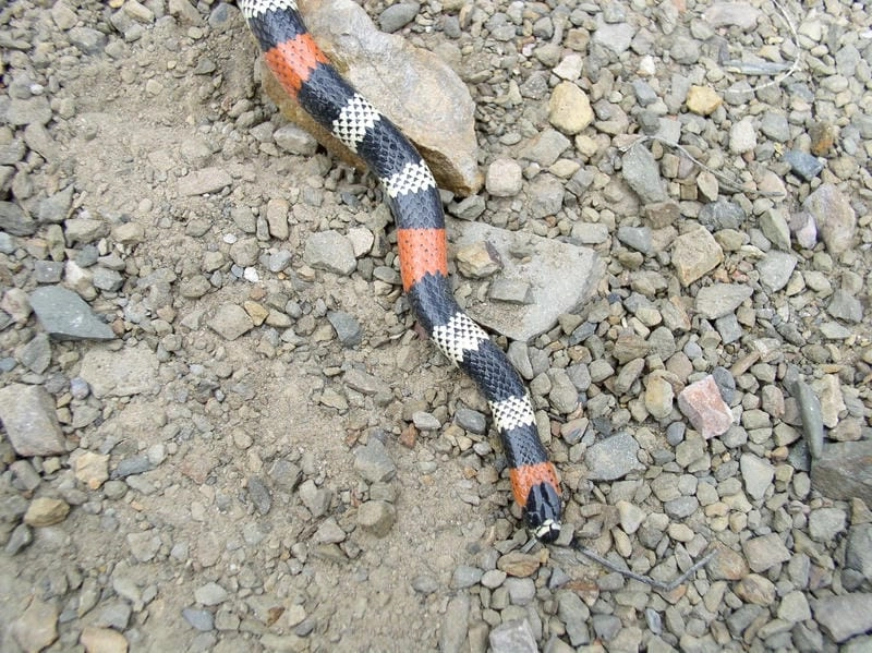 Rắn san hô đỏ có hiếm không trong tự nhiên