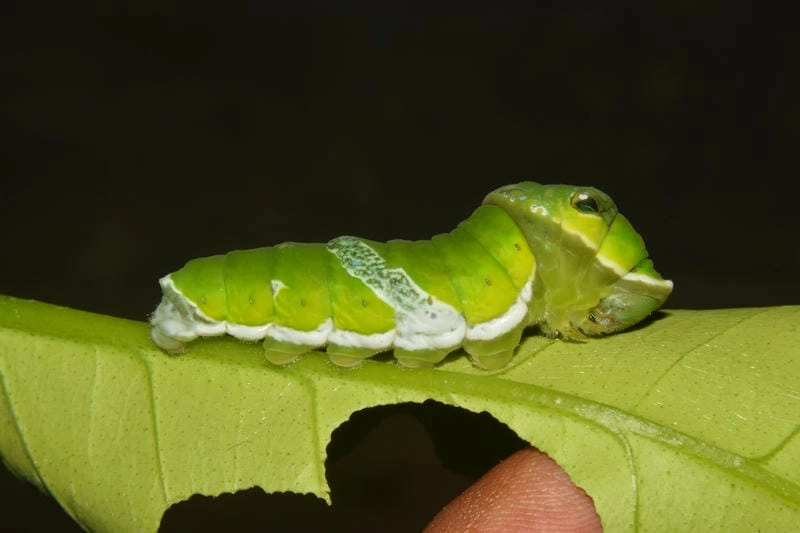 Sâu bướm phổ biến trong môi trường tự nhiên