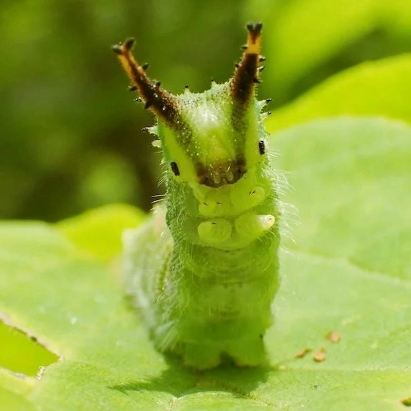 Sâu bướm biến thành gì sau quá trình lột xác