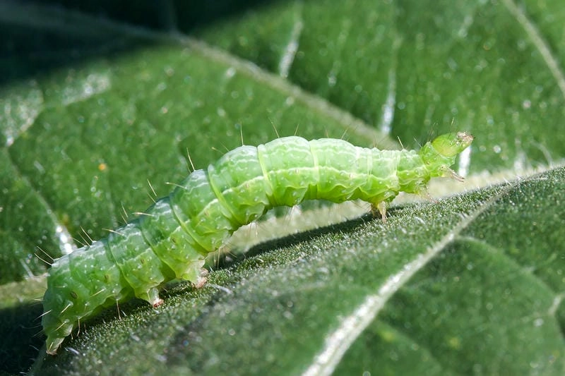 Sâu bướm và bướm có mối liên hệ vòng đời