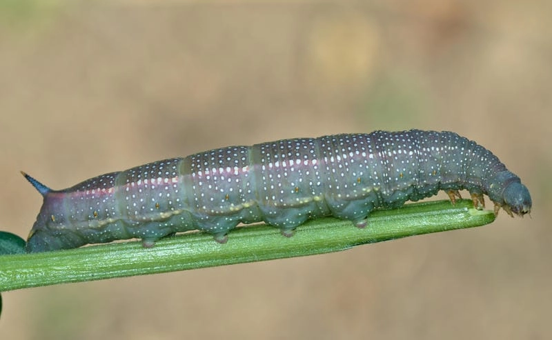 Sâu bướm gây hại cây trồng nếu phát triển mạnh