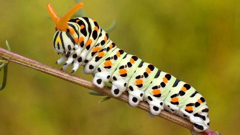 Sâu bướm có độc không là điều nhiều người lo lắng