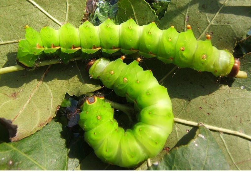 Sâu bướm và vòng đời thể hiện sự biến đổi kỳ diệu