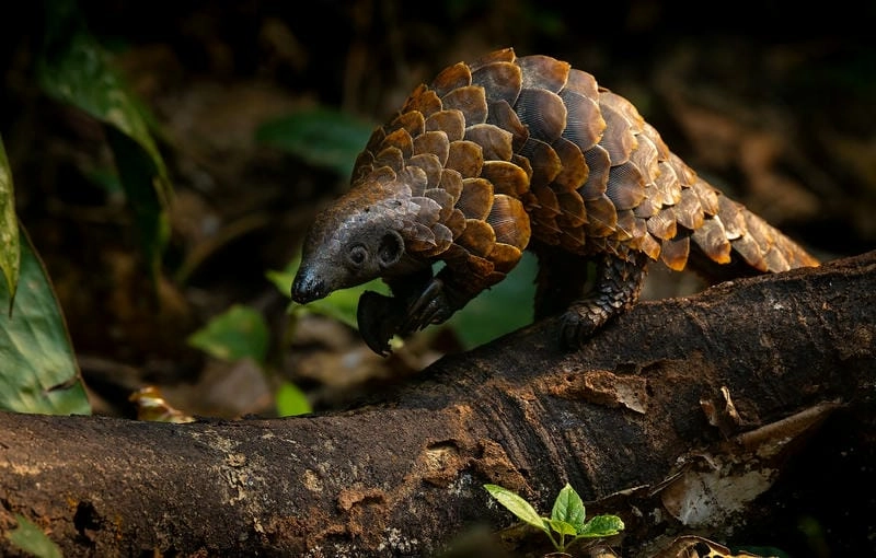 Tê tê sống ở đâu trong môi trường tự nhiên