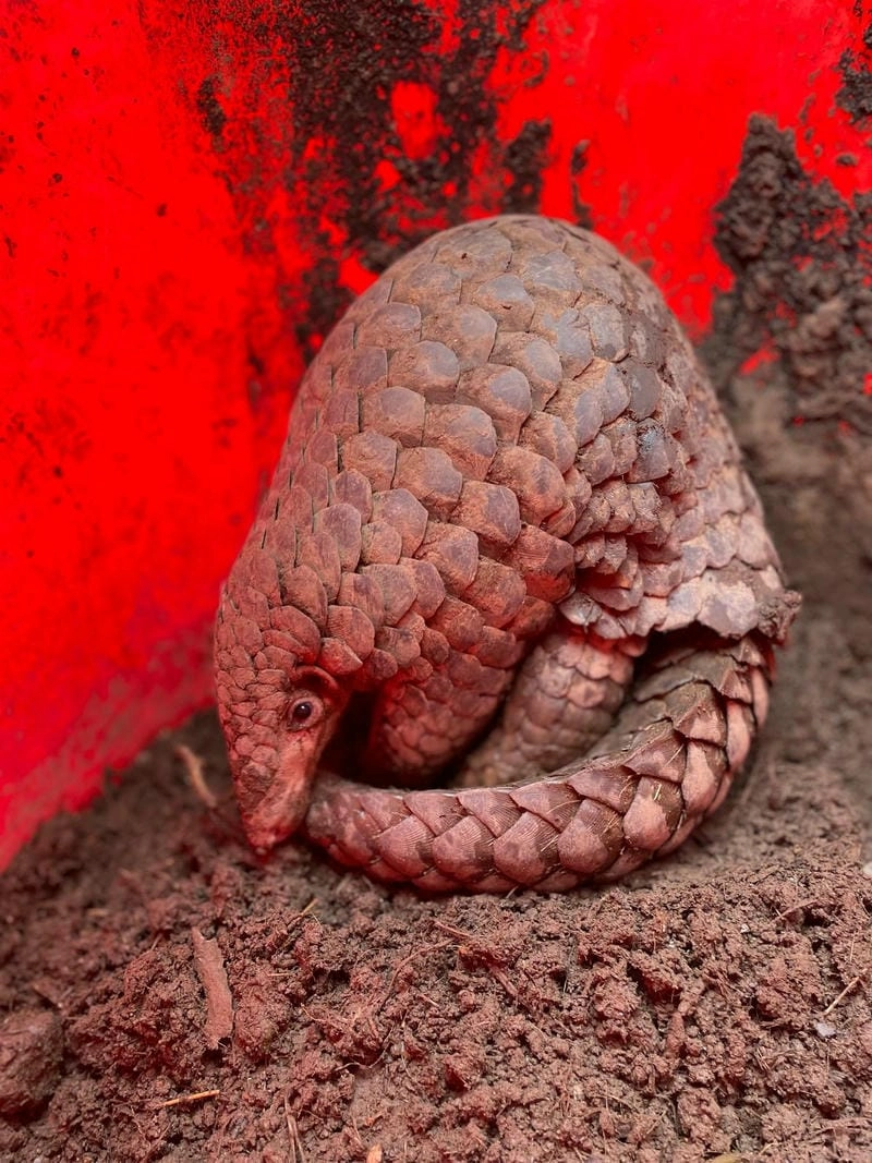 Tê tê là loài động vật quý hiếm trên thế giới