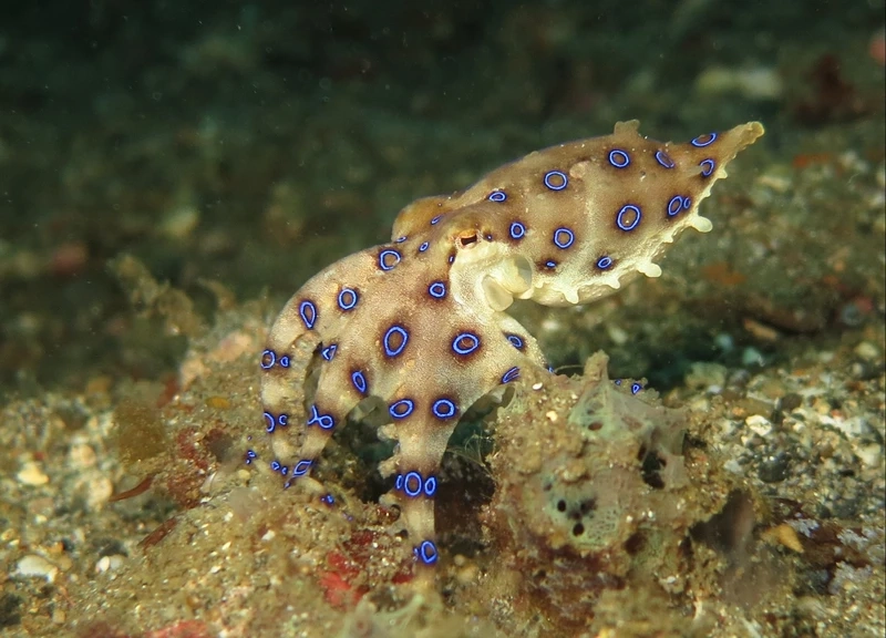 Hình ảnh ấn tượng từ bạch tuộc vòng xanh cận cảnh khiến người xem kinh ngạc