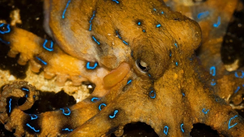 Vẻ đẹp bí ẩn của bạch tuộc vòng xanh dưới nước giữa đại dương xanh