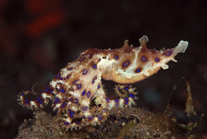 Khám phá vẻ đẹp của bạch tuộc vòng xanh sinh vật đại dương độc đáo