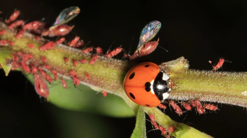 Hình ảnh bọ rùa bảy chấm trên lá cực kỳ sinh động