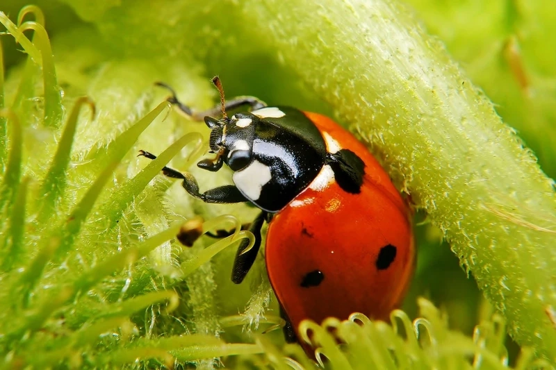 Hình ảnh bọ rùa bảy chấm vườn cây quen thuộc