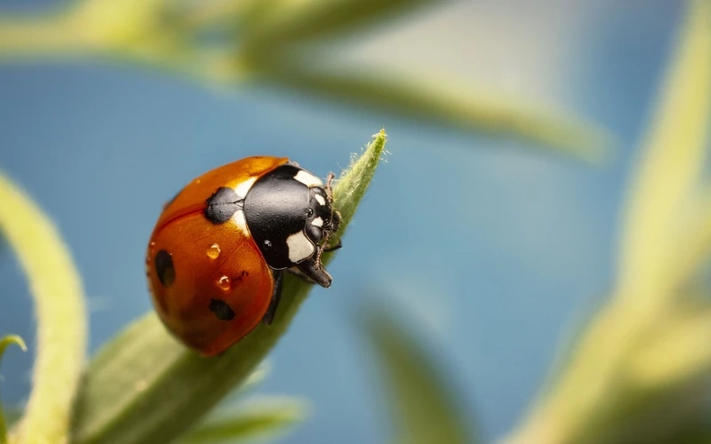Khoảnh khắc bọ rùa bảy chấm đậu hoa cực đáng yêu