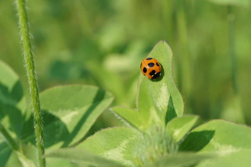 Khám phá bọ rùa bảy chấm thế giới côn trùng thú vị