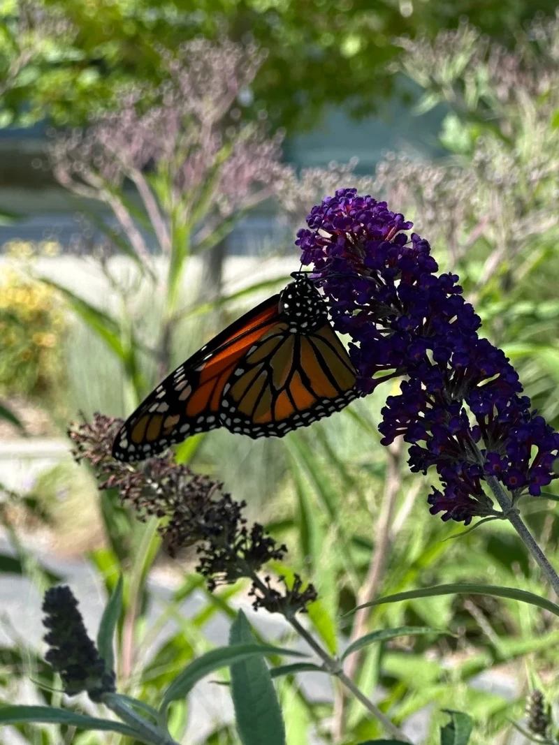 Khung cảnh bướm monarch vườn hoa đầy màu sắc