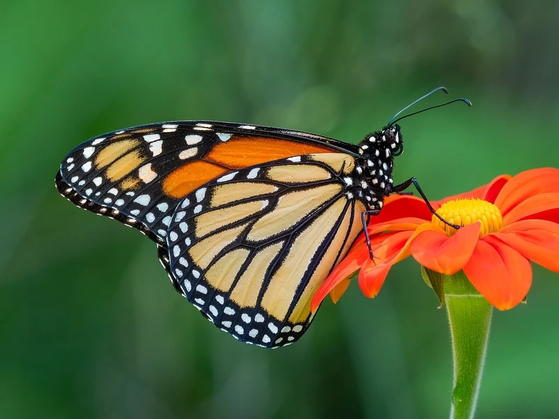 Vẻ nổi bật của bướm monarch cánh cam nổi bật