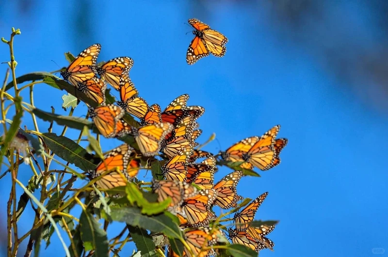 Hình ảnh bướm monarch vườn bướm rực rỡ sắc màu