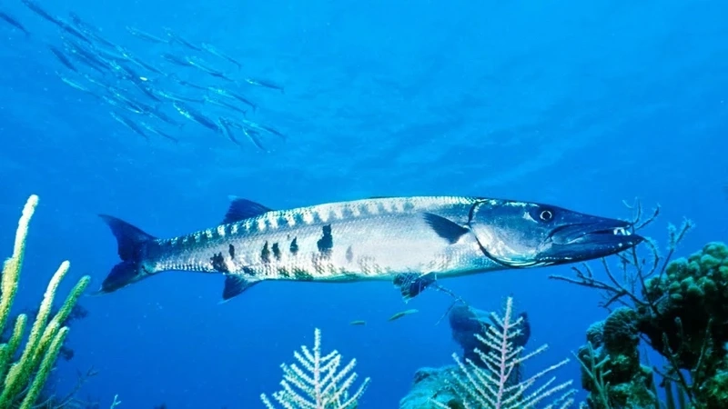 Thế giới bí ẩn của cá barracuda sinh vật đại dương đầy cuốn hút