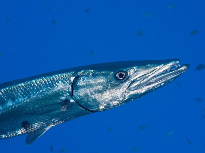 Hình dáng ấn tượng của cá barracuda hình dáng dài giữa đại dương
