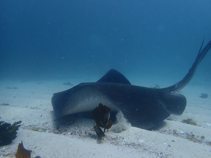 Khám phá vẻ đẹp bí ẩn của cá đuối gai độc biển giữa đại dương sâu thẳm