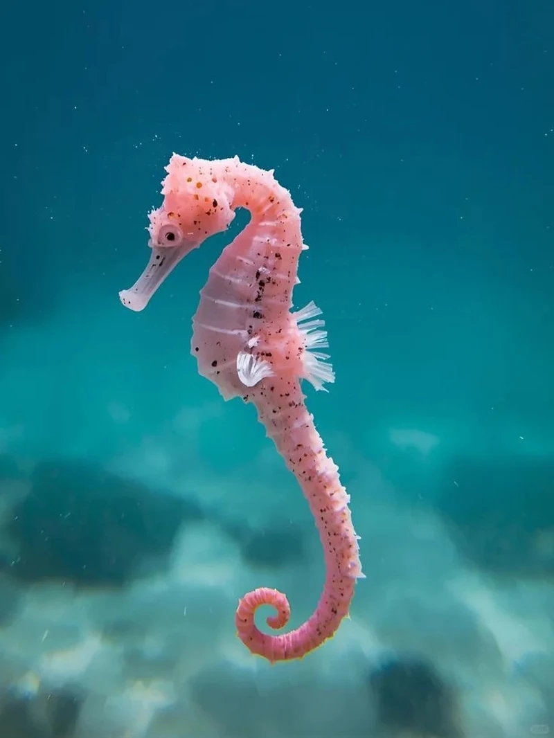 Đặc điểm của cá ngựa biển thú vị trong đại dương