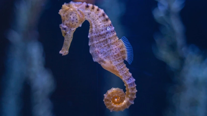 Chậm rãi và duyên dáng như cá ngựa biển bơi chậm giữa làn nước