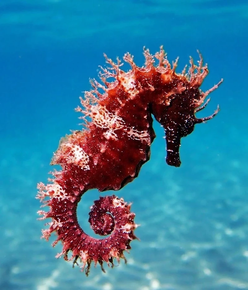 Hình ảnh đáng yêu của cá ngựa biển động vật nhỏ giữa biển sâu