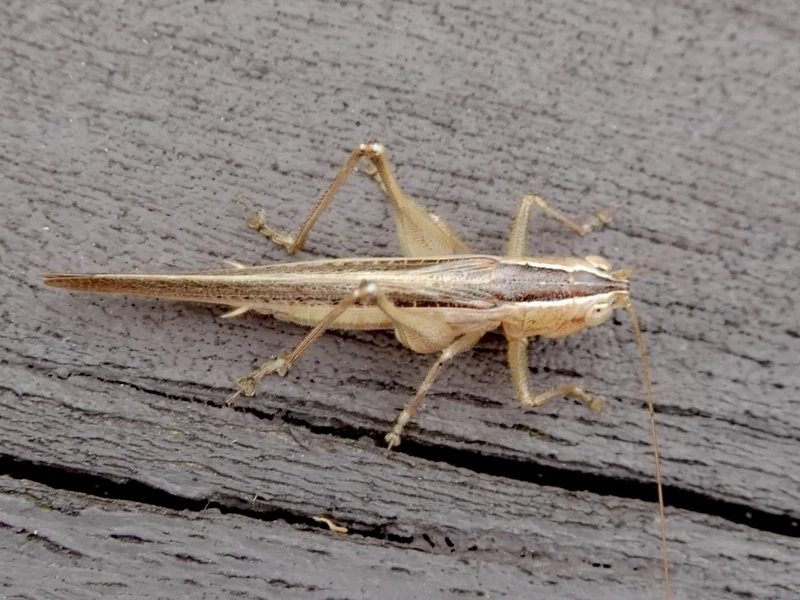 Vẻ đặc trưng của châu chấu nâu màu nâu đất ngụy trang tốt