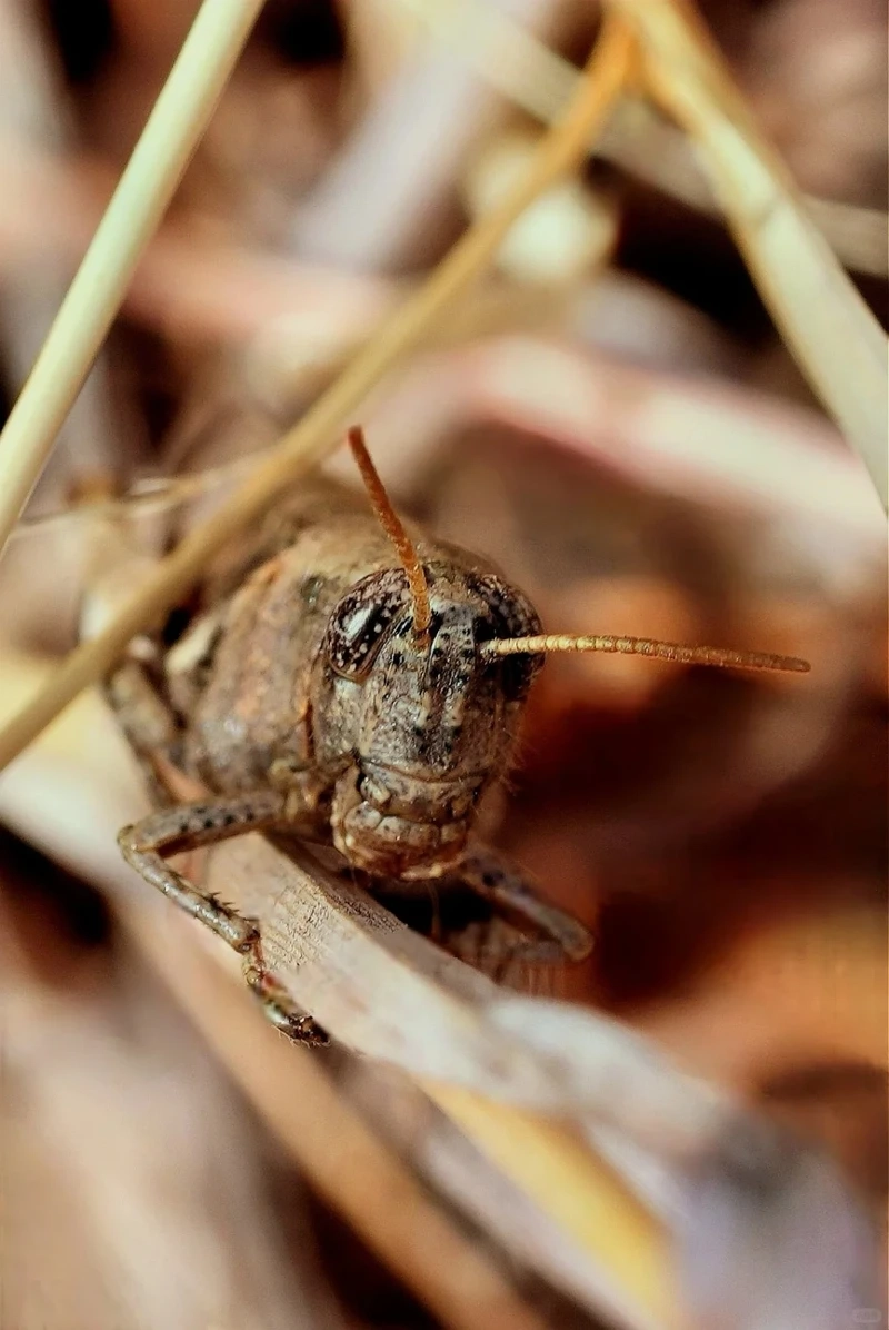 Khoảnh khắc châu chấu nâu đậu trên cỏ giữa đồng ruộng