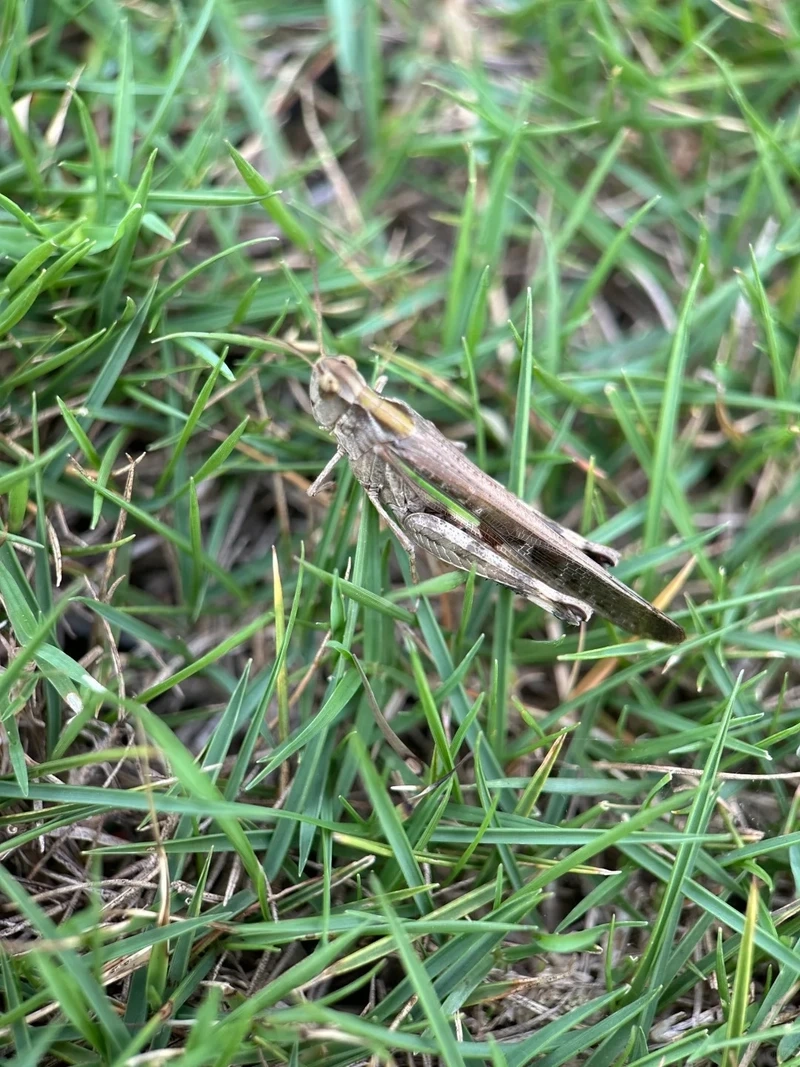 Góc chụp châu chấu nâu macro nghệ thuật cực kỳ chi tiết