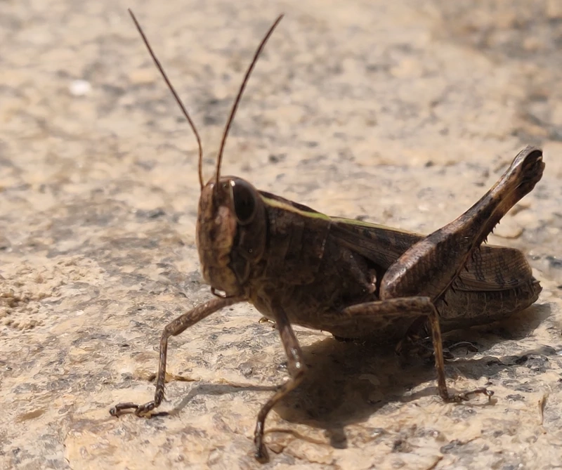 Châu chấu nâu côn trùng mùa hè thường thấy ngoài đồng