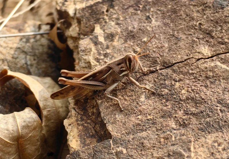 Châu chấu nâu động vật nhỏ nhưng rất đặc trưng