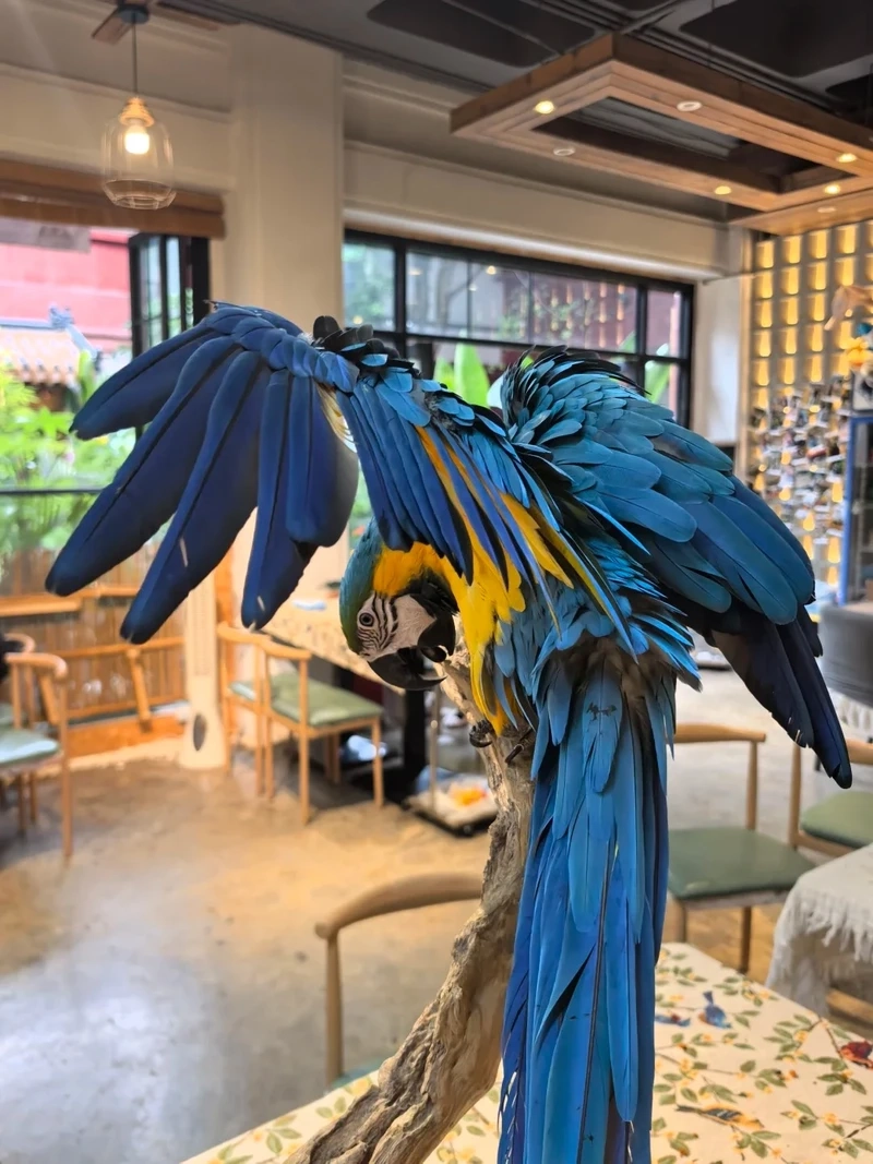 Khoảnh khắc tự nhiên của chim vẹt Macaw tự nhiên trong rừng