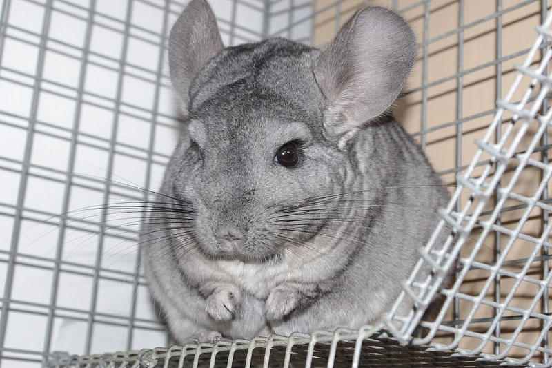 Vẻ đẹp của chinchilla màu xám với bộ lông đặc trưng