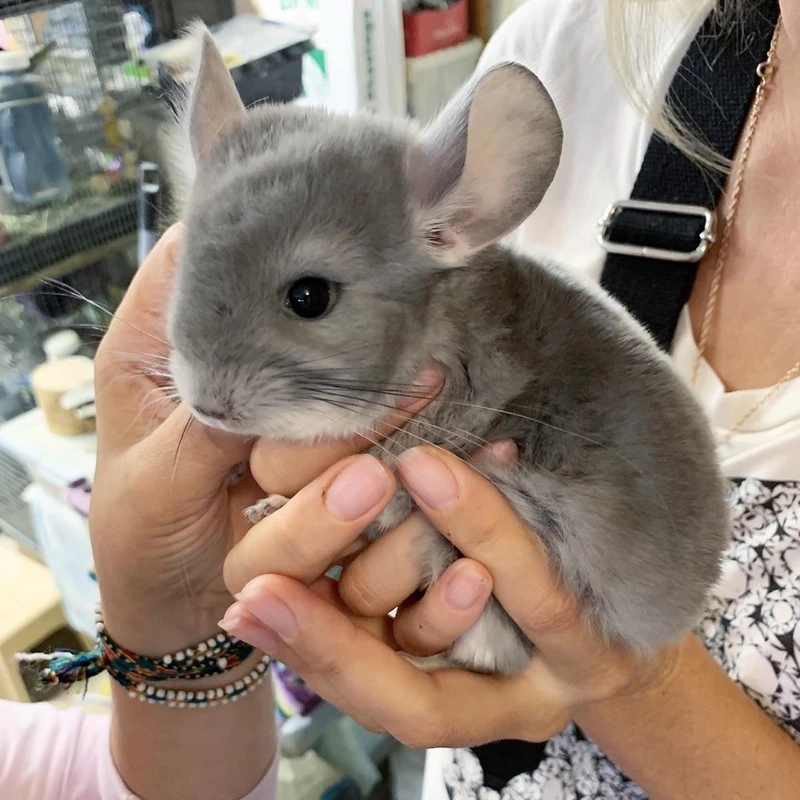 Chinchilla sinh vật dễ thương khiến nhiều người yêu thích