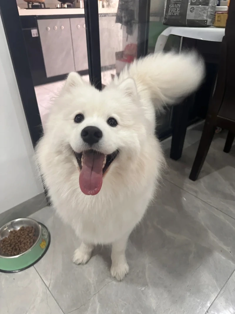 Đặc điểm của chó Samoyed nổi bật và đáng yêu