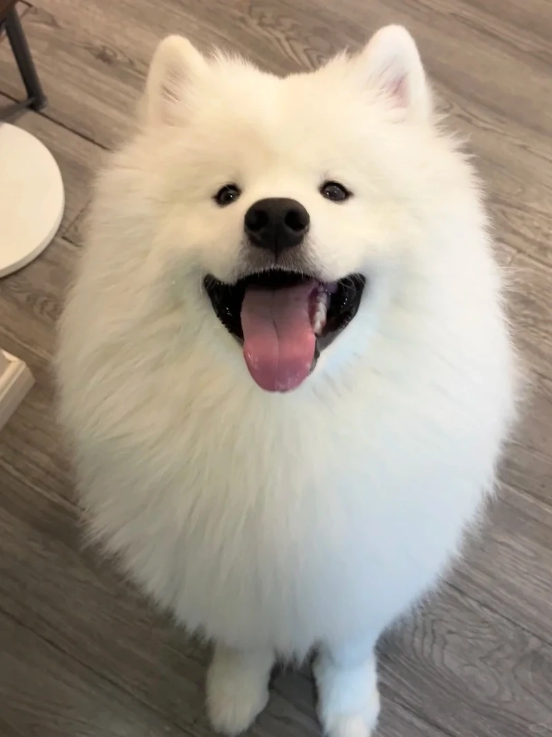 Nụ cười rạng rỡ của chó Samoyed lông trắng khiến ai cũng tan chảy