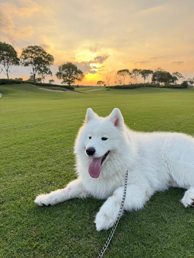 Vì sao chó Samoyed thú cưng được yêu thích trên toàn thế giới