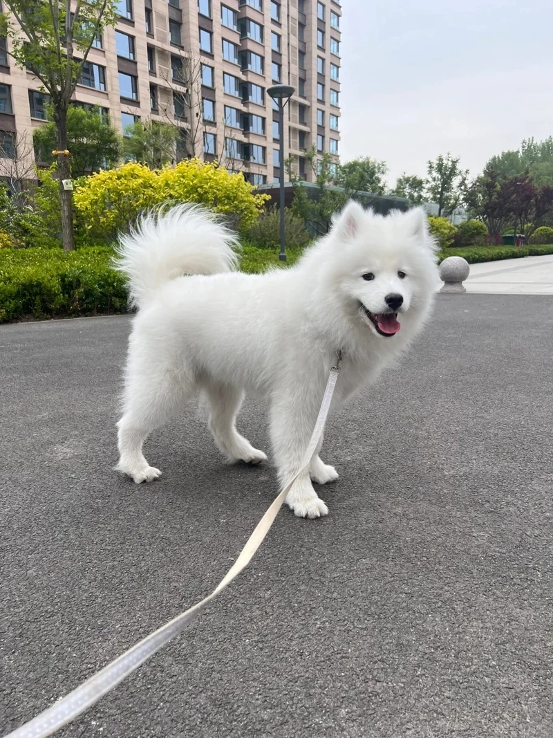 Khoảnh khắc nổi tiếng của chó Samoyed nụ cười làm tan chảy trái tim