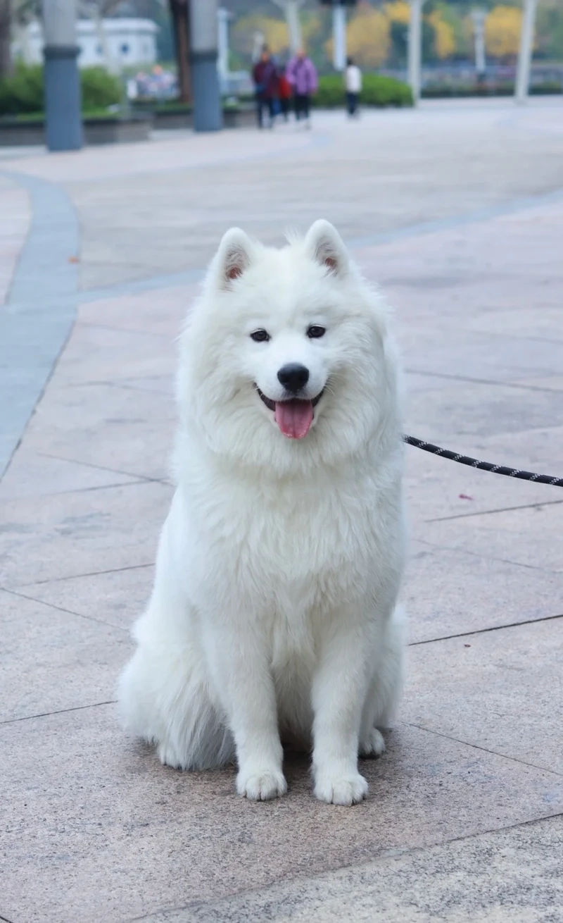 Sự đáng yêu khó cưỡng của chó Samoyed con khiến ai cũng yêu