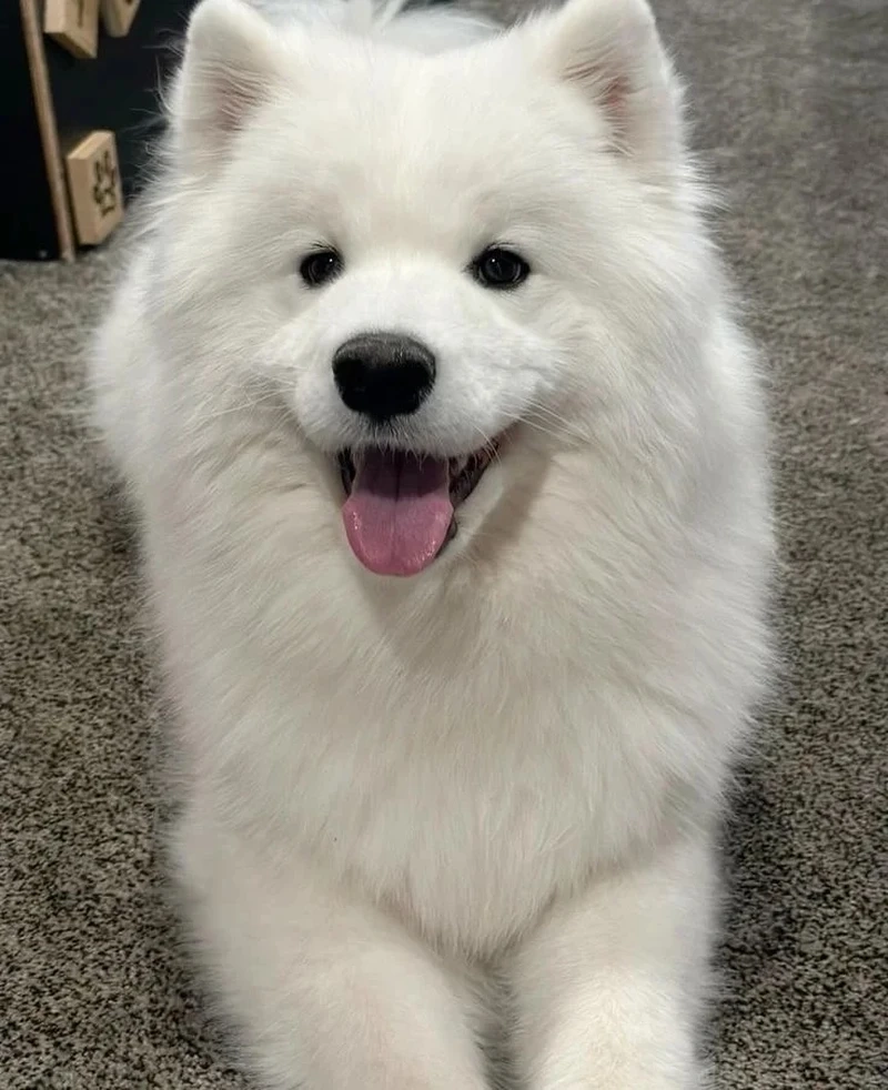 Cuộc sống ấm áp cùng chó Samoyed gia đình đầy tình cảm